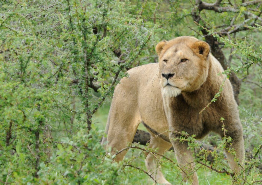 kako lavovi formiraju grivu i zašto je neki imaju, a neki ne?