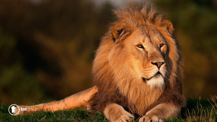 Kako lavovi formiraju grivu
