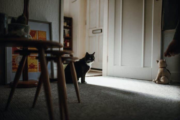 Shot of a black domestic cat on the floor in the middle of a room near the door